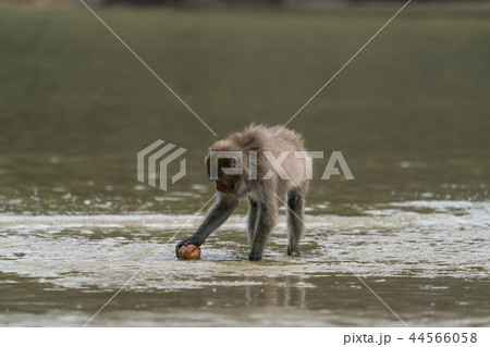海水でイモを洗うサル　幸島 44566058