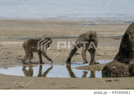 海水でイモを洗うサル 幸島 海水でイモを洗うサル 幸島 44566061