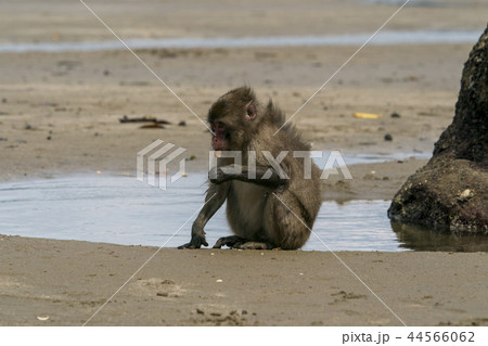 海水でイモを洗うサル　幸島 44566062