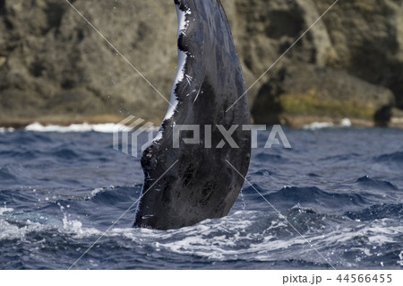 ペックスラップをするザトウクジラ 44566455