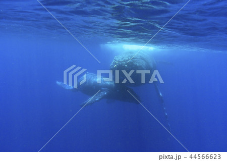 小笠原の海を泳ぐザトウクジラの親子 44566623
