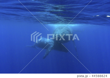 小笠原の海を泳ぐザトウクジラの親子 小笠原の海を泳ぐザトウクジラの親子 44566624