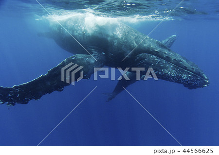 小笠原の海を泳ぐザトウクジラの親子 小笠原の海を泳ぐザトウクジラの親子 44566625