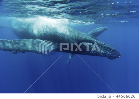 小笠原の海を泳ぐザトウクジラの親子 44566626
