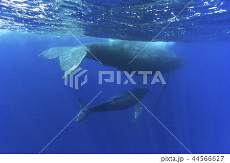 小笠原の海を泳ぐザトウクジラの親子 小笠原の海を泳ぐザトウクジラの親子 44566627