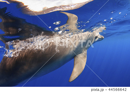 呼吸のために息を吐きながら海面に浮上するミナミハンドウイルカの写真素材