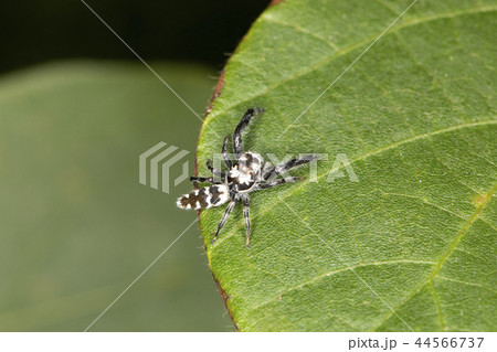 ヤハズハエトリ ヤハズハエトリ 44566737