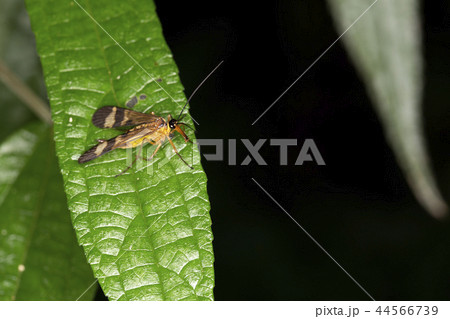 ヤマトシリアゲ 44566739