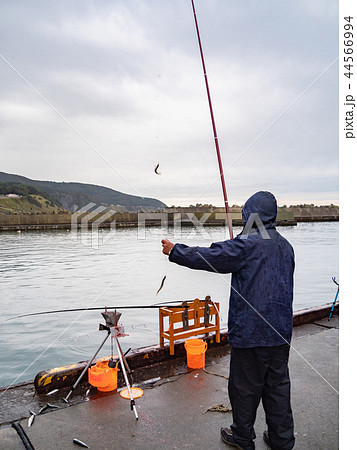 魚釣り チカ 北海道 44566994