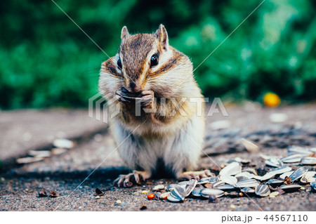 北海道のエゾシマリス 44567110