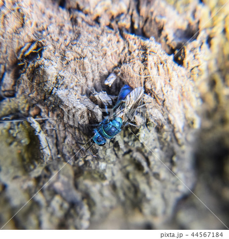 Ruby - tailed wasp Ruby - tailed wasp 44567184