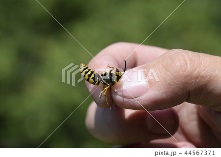Common wasp on pinched fingers 44567371
