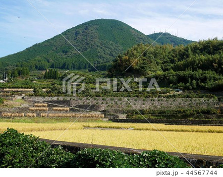 熊本市西区の秋景色　金峯山のふもとにある田んぼとみかん畑 44567744