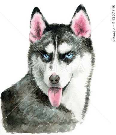 水彩で描いたシベリアンハスキー犬のイラスト素材
