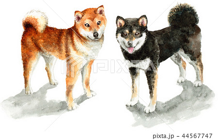 Brown And Black Shiba Inu Painted By Watercolor Stock Illustration