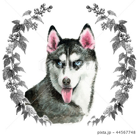 水彩で描いたシベリアンハスキー犬のイラスト素材