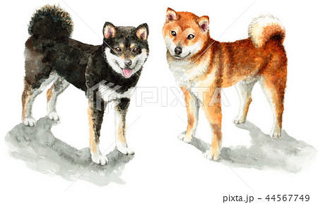 Brown And Black Shiba Inu Painted By Watercolor Stock Illustration