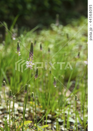 ツルボの花 44568095