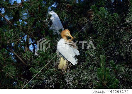 アマサギ 44568174