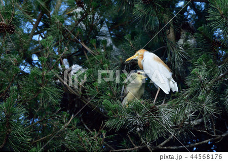 アマサギ 44568176