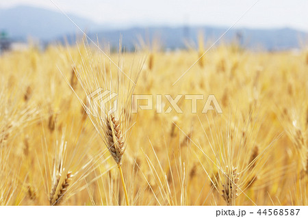 大麦の麦畑 44568587