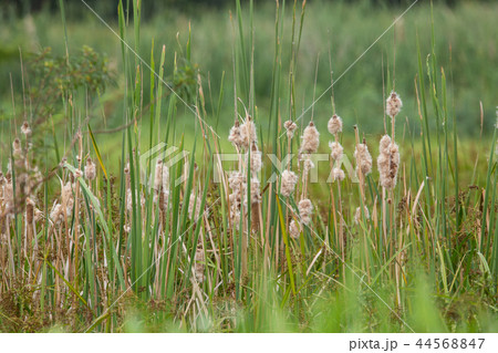 Typha angustifolia L. in park of Thailand. 44568847