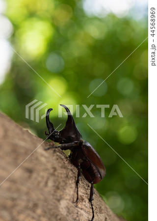 Beautiful horn beetle Beautiful horn beetle 44568969