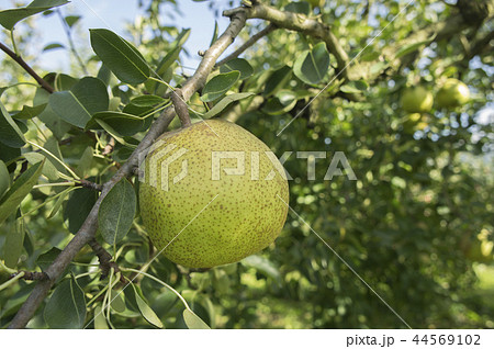 ラ・フランス　収穫　果樹園 44569102