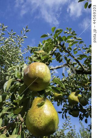 ラ・フランス　収穫　果樹園 44569103
