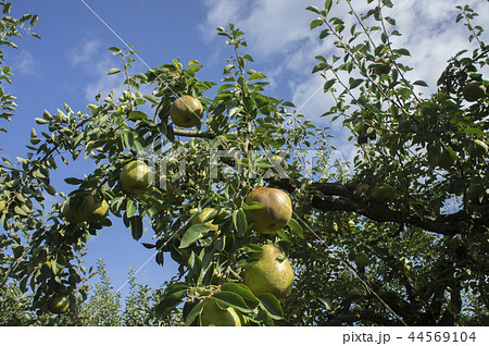 ラ・フランス　収穫　果樹園 44569104
