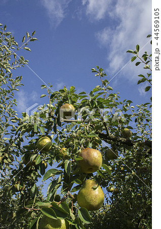 ラ・フランス　収穫　果樹園 44569105