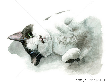 水彩で描いた白と黒の猫のイラスト素材 [44569121] - PIXTA