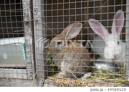 Two sad bunnies looking through the metal wire frame of cage Two sad bunnies looking through the metal wire frame of cage 44569129
