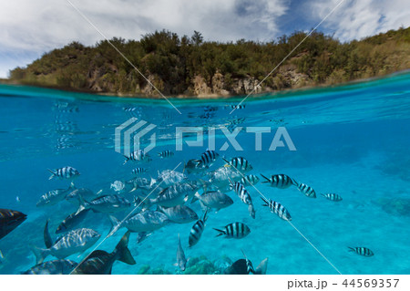 小笠原 兄島キャベツビーチのロクセンスズメダイやミナミイスズミの群れ 小笠原 兄島キャベツビーチのロクセンスズメダイやミナミイスズミの群れ 44569357