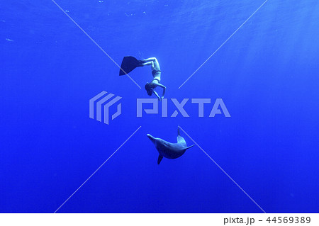 ボニンブルーの海でミナミハンドウイルカと泳ぐフリーダイバー ボニンブルーの海でミナミハンドウイルカと泳ぐフリーダイバー 44569389
