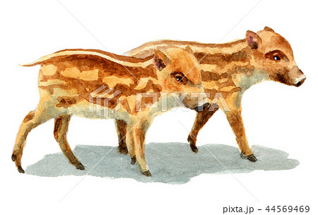 水彩で描いたイノシシの子 瓜坊のイラスト素材
