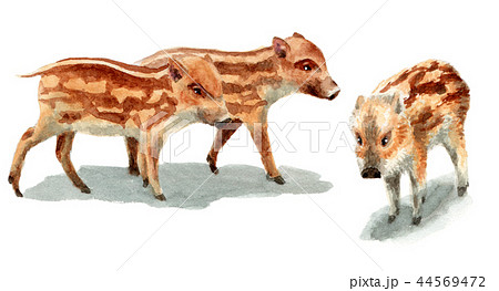 水彩で描いたイノシシの子／瓜坊 44569472