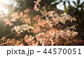 pink flower grass in the morning 44570051
