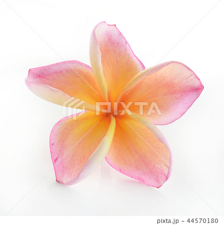 Frangipani flower isolated on white Frangipani flower isolated on white 44570180