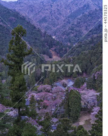 桜の風景（山梨県） 44570325
