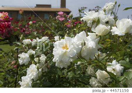 荒尾市　おもやい市民花壇　バラの花、 44571150
