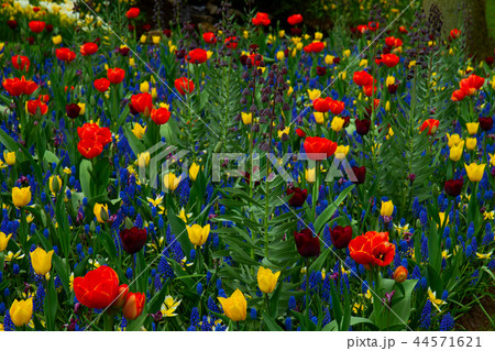 fresh lawn with flowers fresh lawn with flowers 44571621