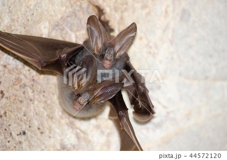 bat is mammal and live in the cave bat is mammal and live in the cave 44572120