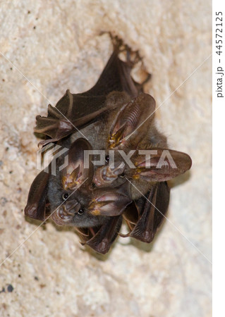 bat is mammal and live in the cave bat is mammal and live in the cave 44572125