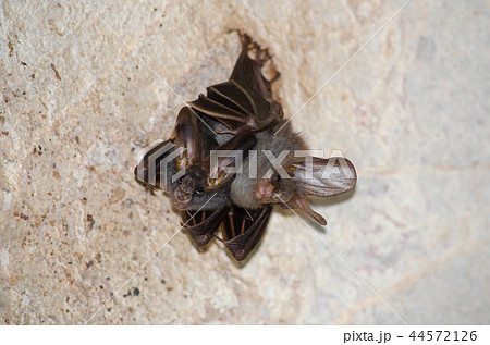 bat is mammal and live in the cave bat is mammal and live in the cave 44572126