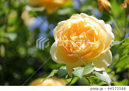 薔薇 グラハム・トーマス 薔薇 グラハム・トーマス 44572588