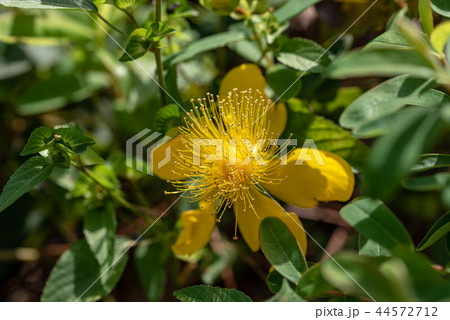 ヒペリクム・カリキヌムの花 ヒペリクム・カリキヌムの花 44572712