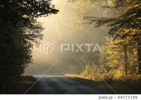 Country road through an autumn forest at dawn 44573199