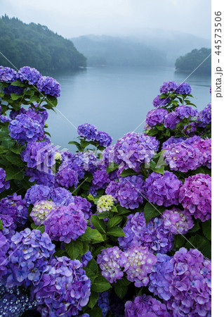 紫陽花 紫陽花 44573506