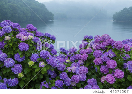 紫陽花の咲く池 紫陽花の咲く池 44573507
